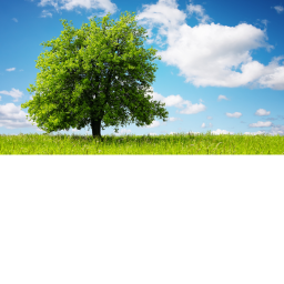 una storia di un albero