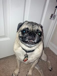 TheOddPugs