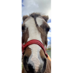 Horse riding clothes