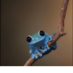 The FroggyFan Group