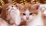 Kitty Cat UWU :3