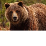 bears for life