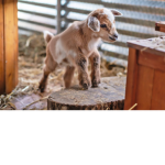 Goats are the best
