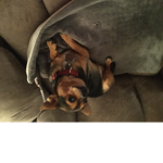All dogs