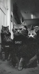 House of kittens