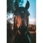 Horse Valley Riding Training Academy