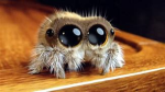 Team Spinne