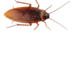 Anarchy's Roaches