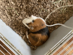 the legendary guinea pig club!!!