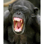 DAT MONKEY GOT SHMACKED