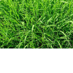 Grass Kingdom
