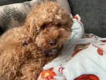 Doggy pics