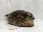 SEAL TOWER