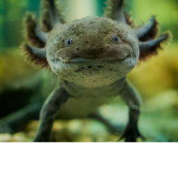 Axolotl-Village