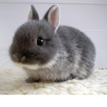Bunniies