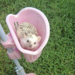  *:･ﾟ✧*:･ﾟ✧