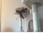 Kittens Kittens And Kittens! (Gifting robux)