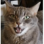 Cat clan 11
