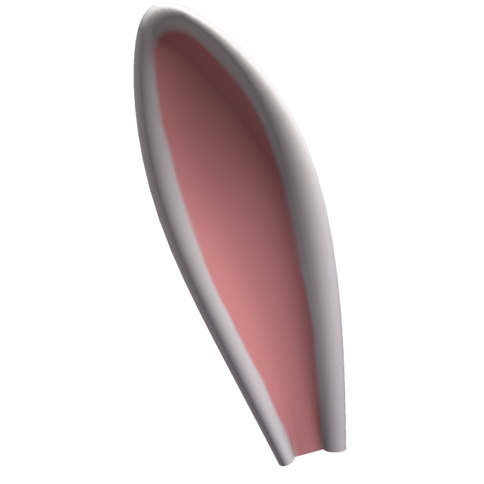 Rabbit Ear (R)