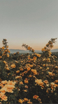 Rose‘s Sunshines