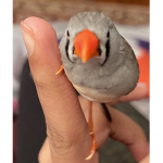 ~Birdies!~