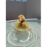 Piggi_girll