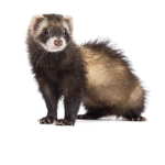 FerretTheGamer