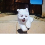 THE POOPER!!! >:D
