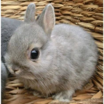 #Bunnies For Life!