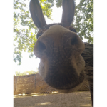 Hallo a