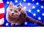 remembring the fallen