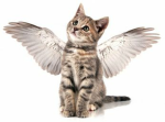 kat's angelsss