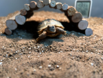 The Tortoise Appreciation Club