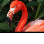 Flamingo Super Fan Club Official