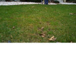Grass Club