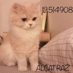 ALÇATRAŻ