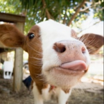 Cult of the Milky Moo Moo