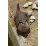 The Otter Empire