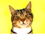 kitty cat show group