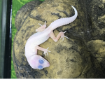 Lil Tiny Geckos
