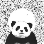 The Pandas !!!