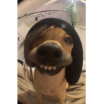 Doggo Boy