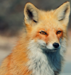 *Glow Foxes*