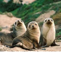 the animal union