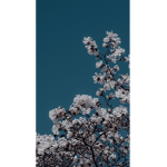 -| Issy’s Bios & Icons |-