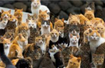 The reinforced army of kittens