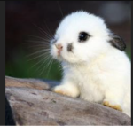 Layla the bun