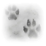 Tokyo Paws' Group Thumbnail