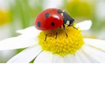The LuvBugs