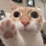 apricity' Group Thumbnail